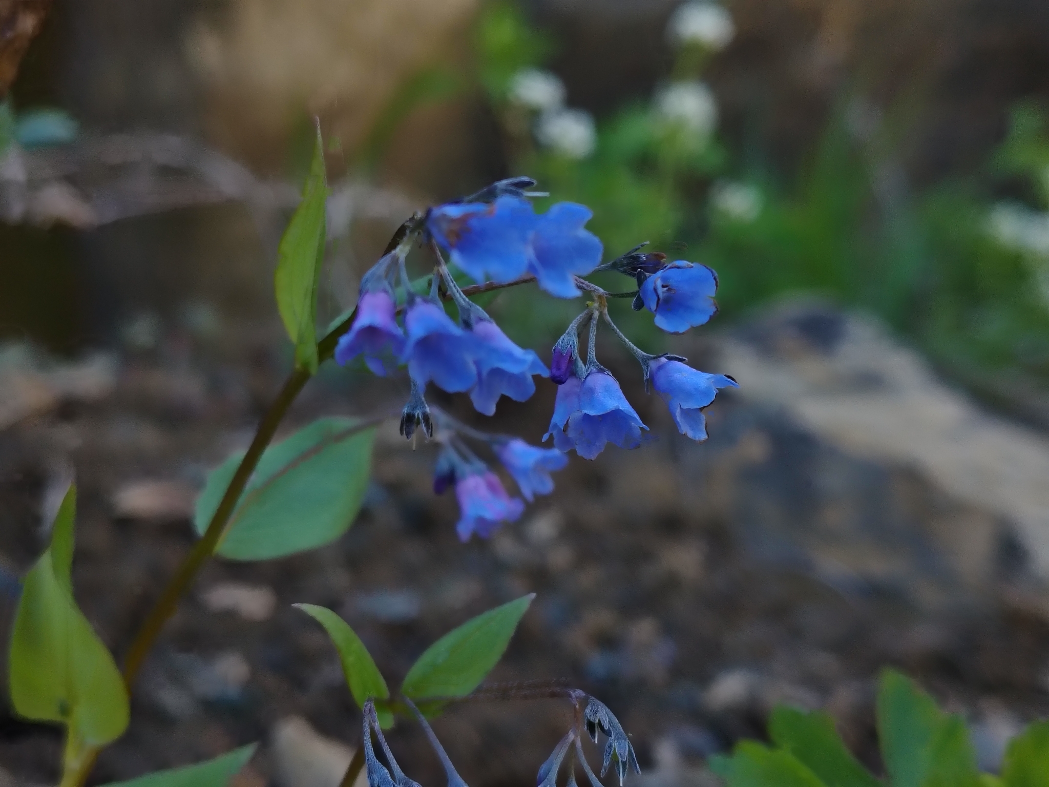 Imagem de Mertensia bella