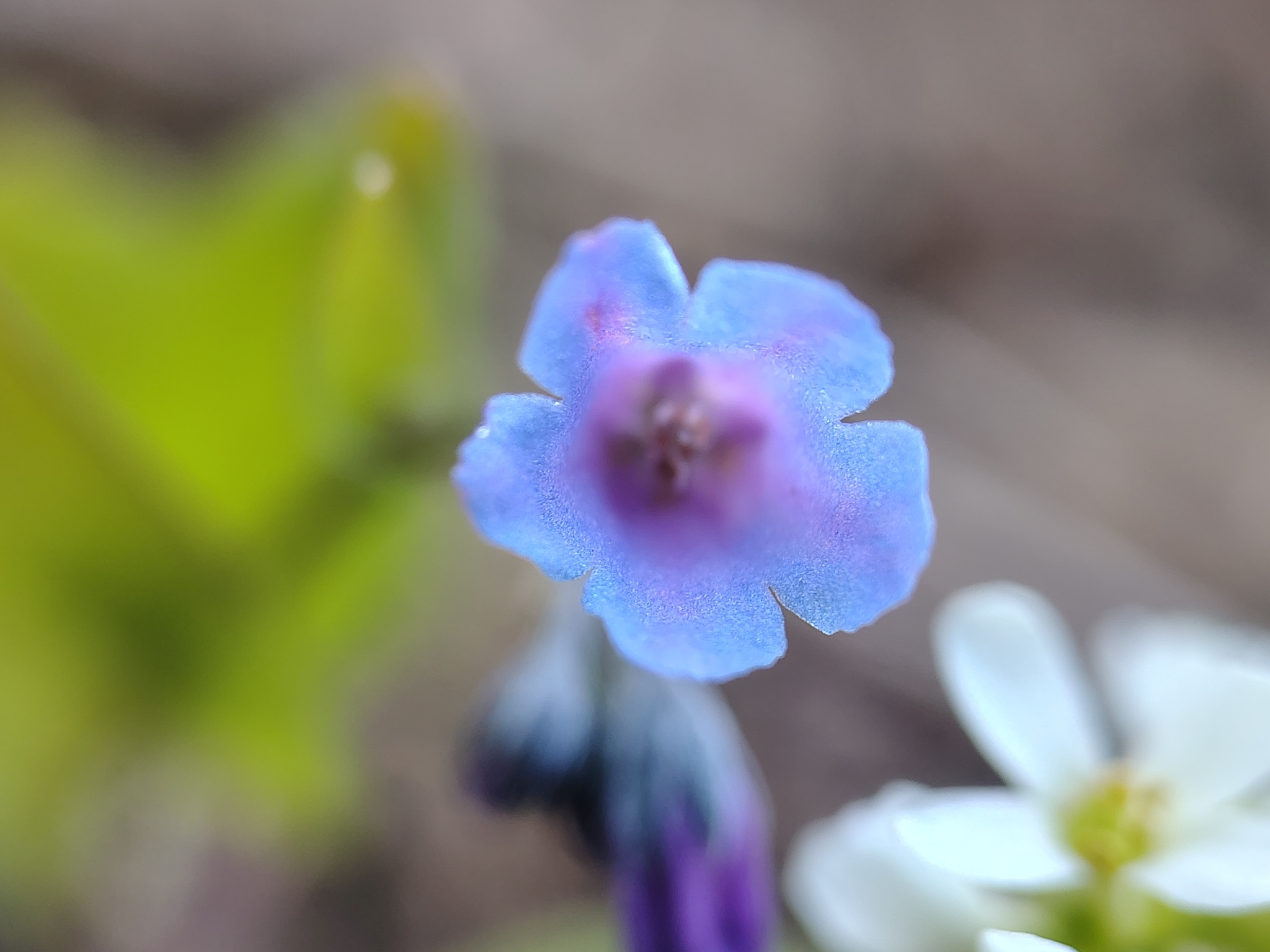Imagem de Mertensia bella