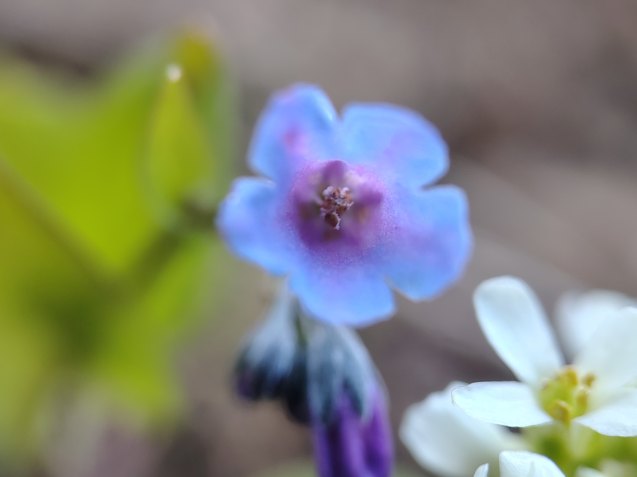 Imagem de Mertensia bella