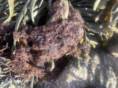 Vertebrata lanosa