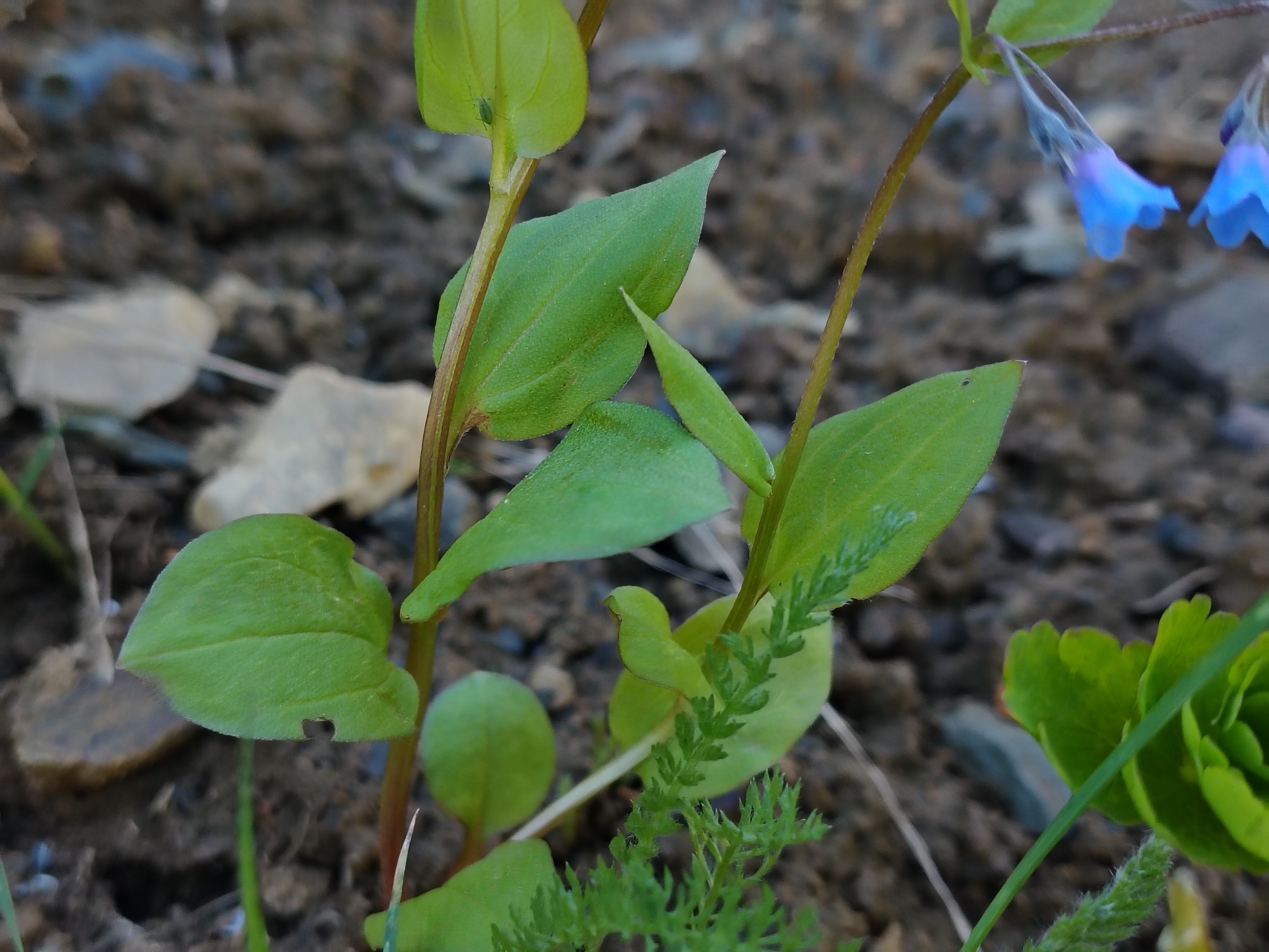 Imagem de Mertensia bella
