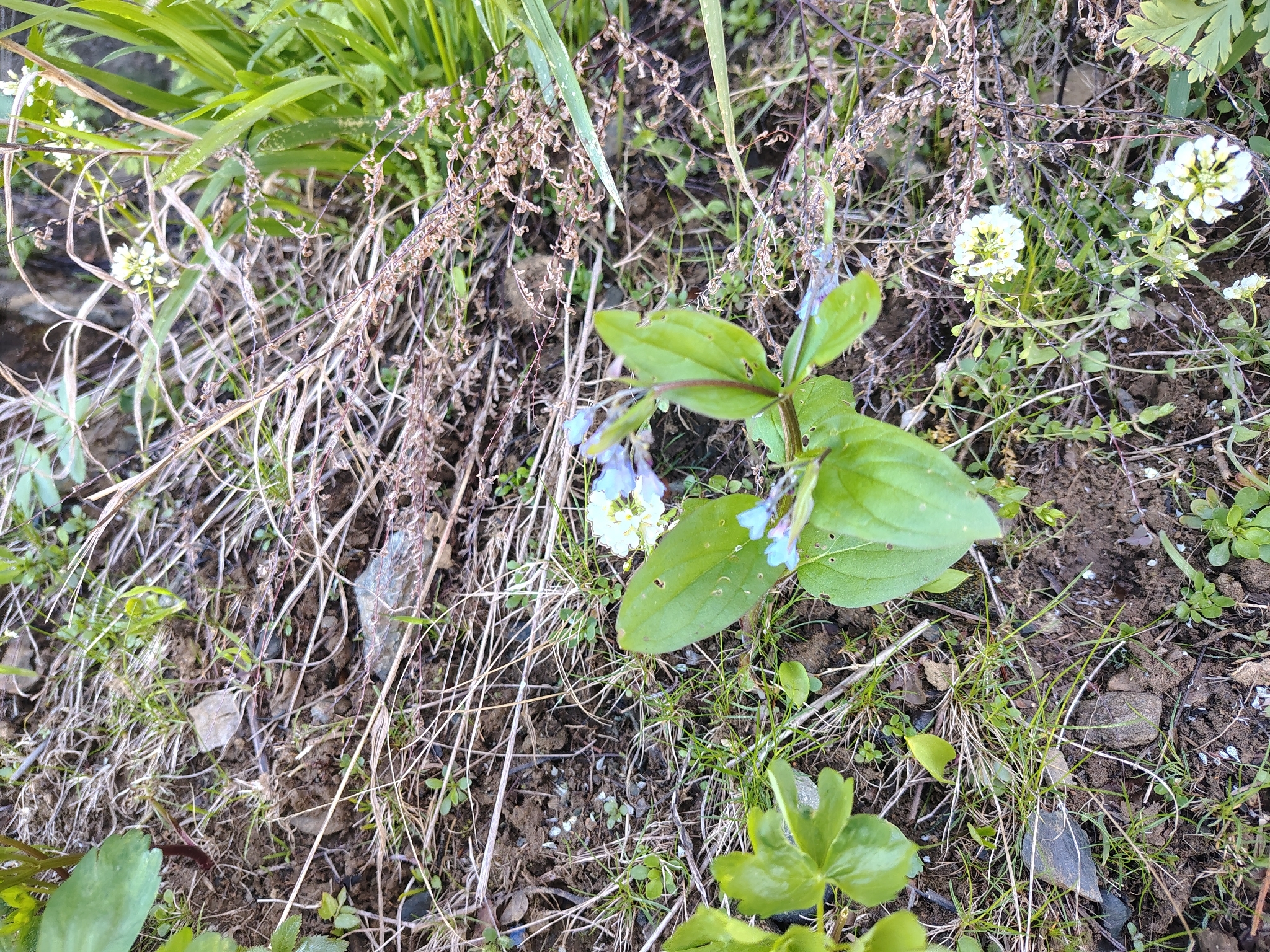 Imagem de Mertensia bella