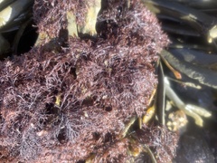 Vertebrata lanosa
