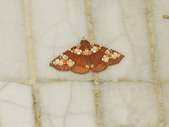 Saroba pustulifera