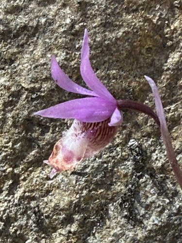 Fairy-slipper