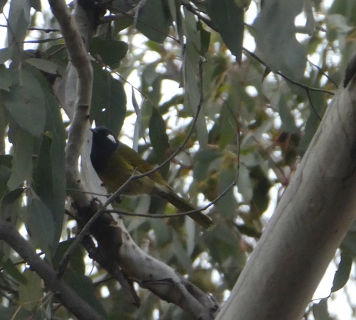 White-eared Honeyeater
