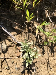 Hesperevax sparsiflora