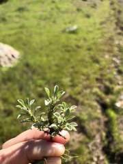 Hesperevax sparsiflora