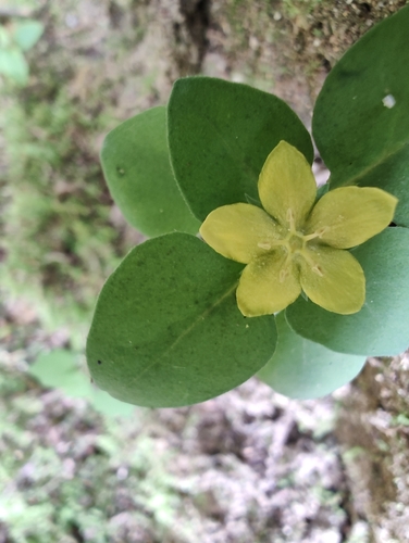 miniature moneywort