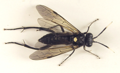 Macrophya infumata