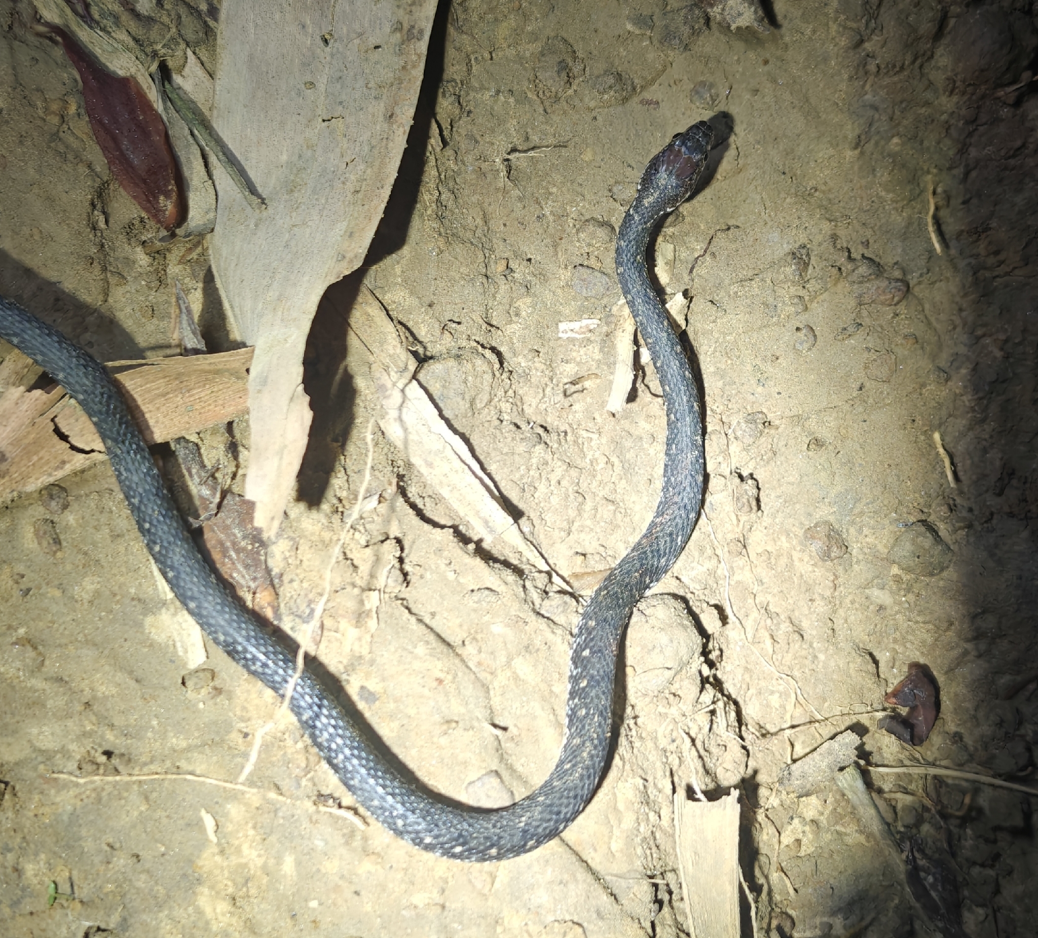 Murlen Keelback Snake, Herpetoreas murlen