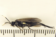 Macrophya infumata