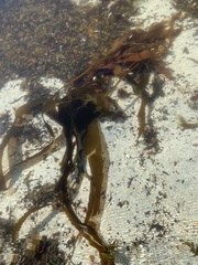 Laminaria digitata