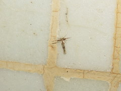 Stathmopoda stimulata