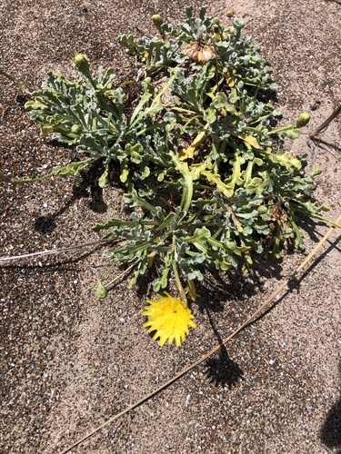 Malacothrix incana observed 2026-05-08
