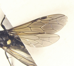 Macrophya infumata