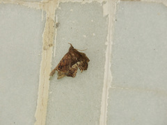 Throana pectinifer