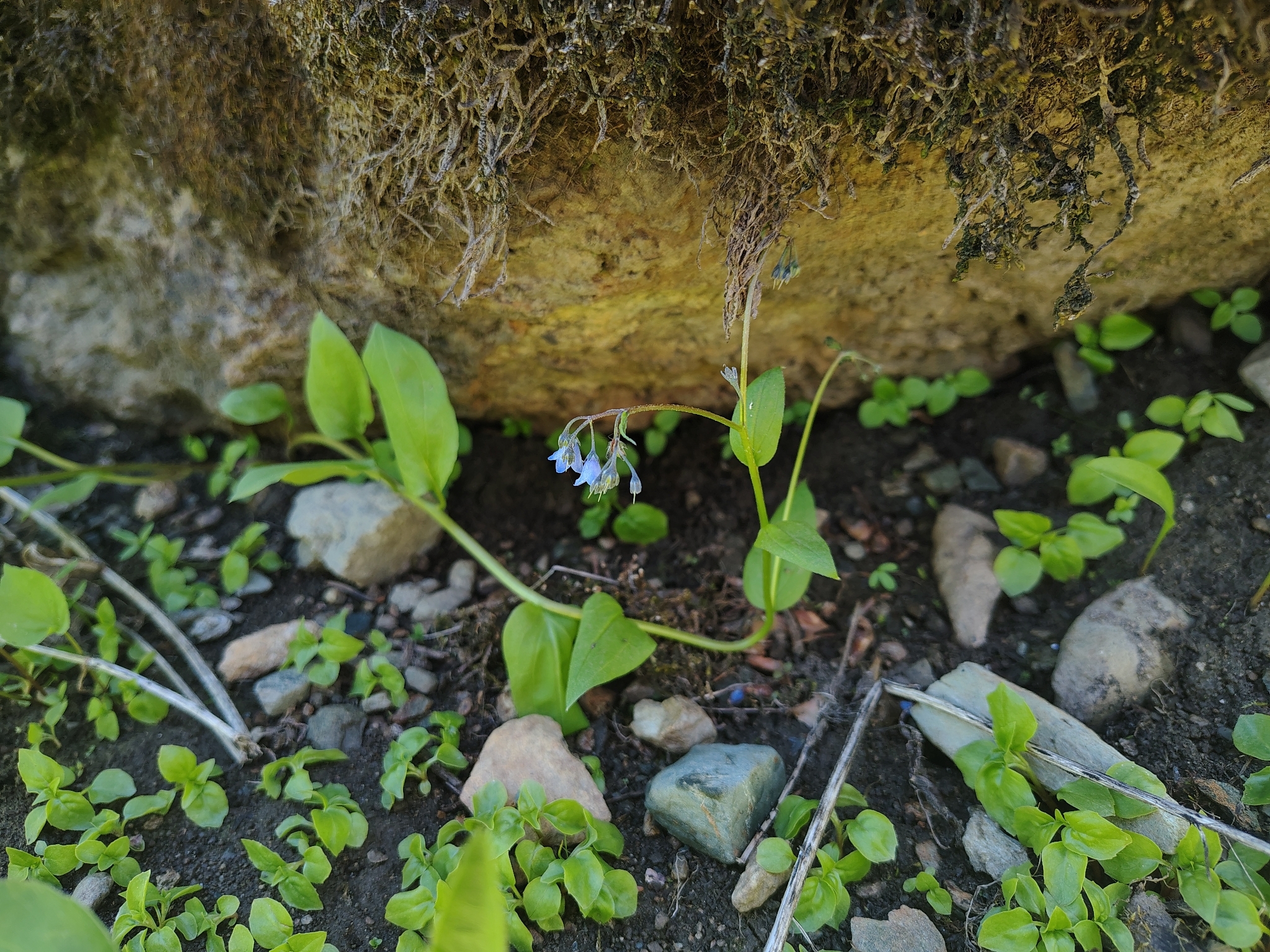 Imagem de Mertensia bella