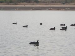 Fulica atra