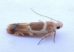 Battaristis cyclella