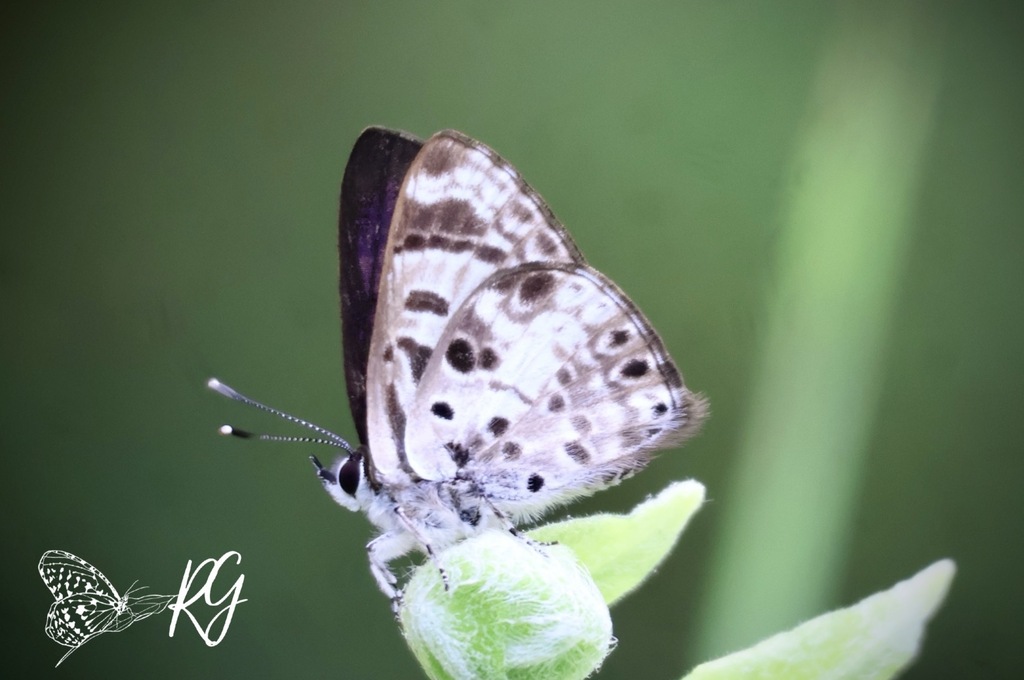 Small Pointed Pierrot