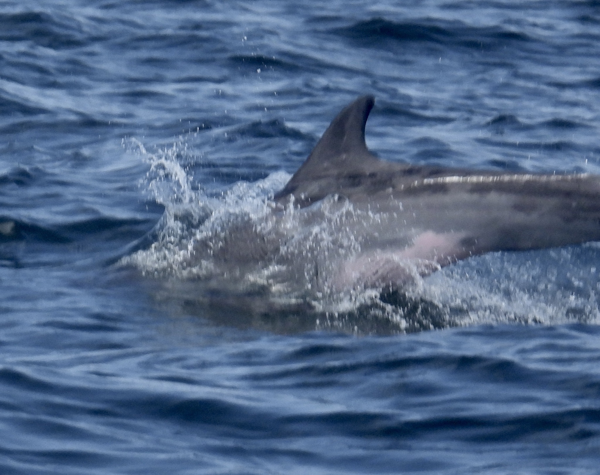Steno bredanensis