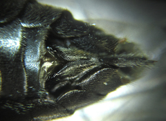 Macrophya infumata