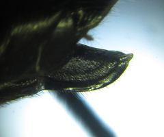 Macrophya infumata