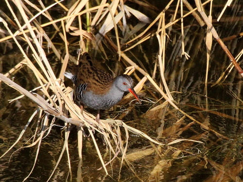 Rascón europeo (Rallus aquaticus)