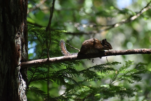 Townsend's Chipmunk observed by kodakcub