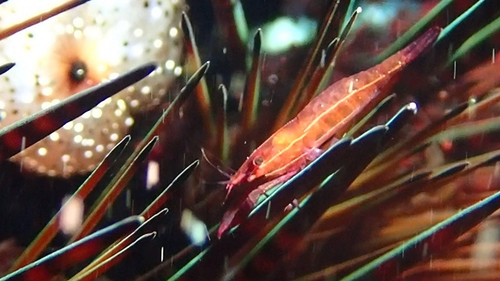 Stegopontonia commensalis observed 2026-05-29