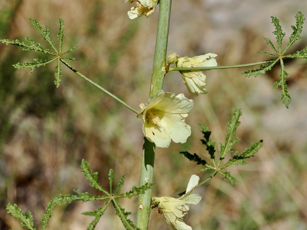 Alcea flavovirens