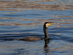 Phalacrocorax carbo