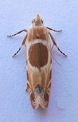 Battaristis cyclella