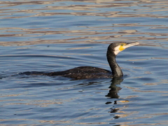 Phalacrocorax carbo