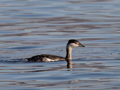 Podiceps auritus