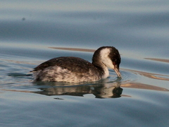 Podiceps nigricollis