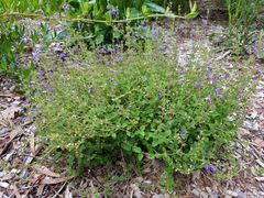 Scutellaria havanensis