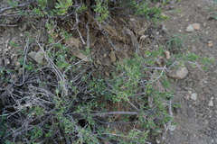 Atraphaxis replicata