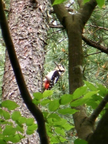 Great Spotted Woodpecker