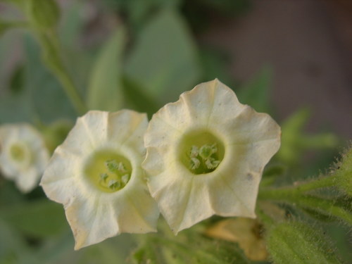Nicotiana obtusifolia var. obtusifolia