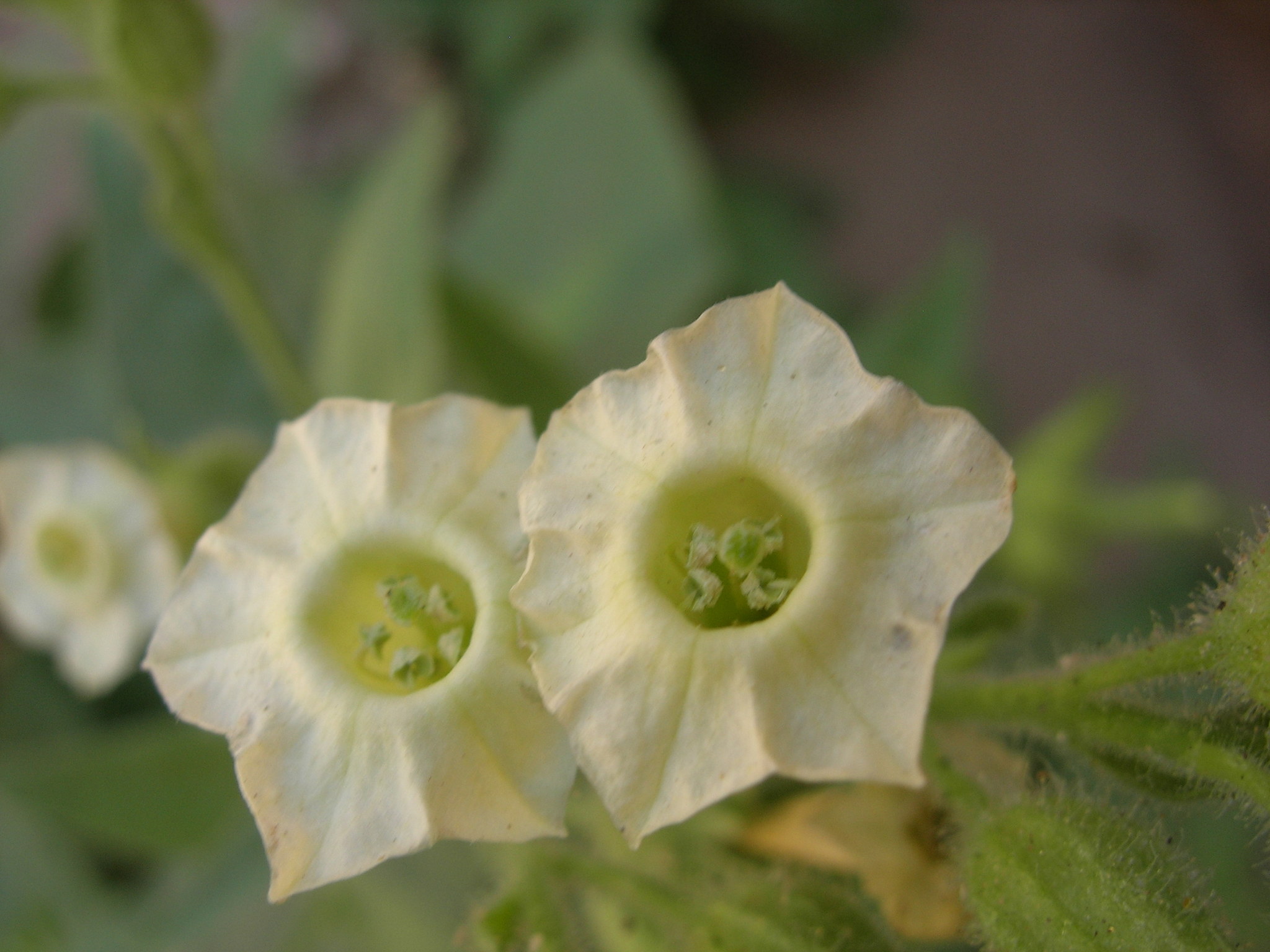 Nicotiana obtusifolia var. obtusifolia