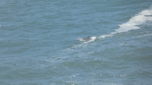 Common Bottlenose Dolphin observed by jonrobson