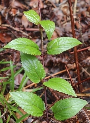 Stenogyne rugosa observed 2022-07-23