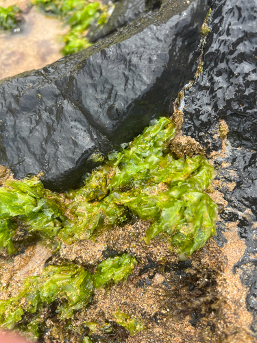 Ulva lactuca observed 2026-05-30