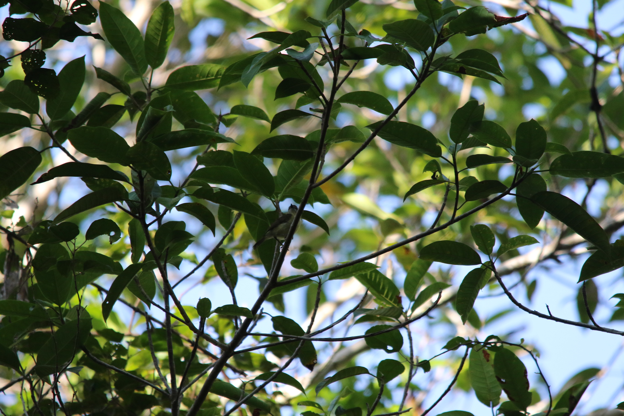 Biak Gerygone (Gerygone hypoxantha), photo 2