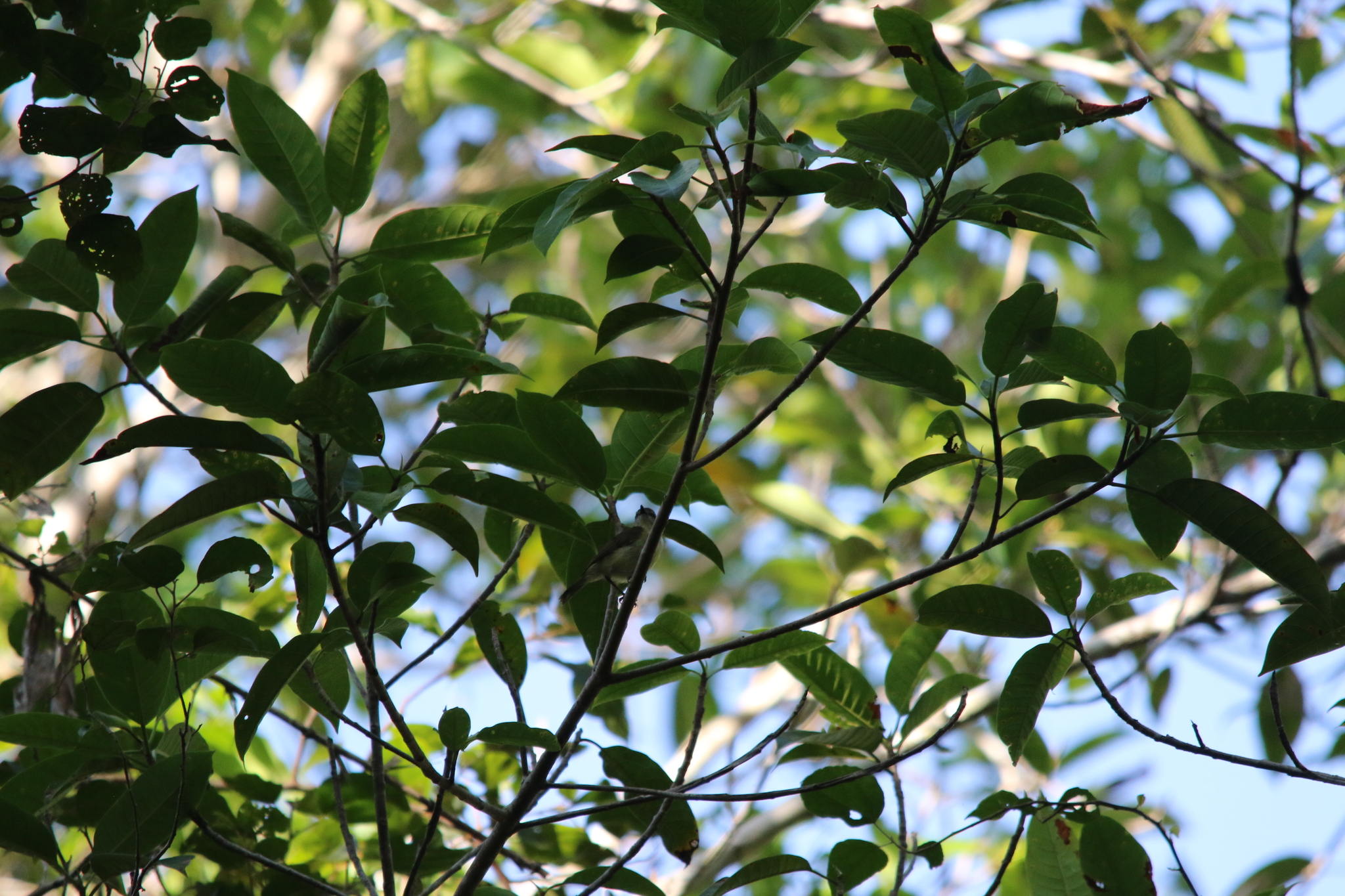 Biak Gerygone (Gerygone hypoxantha), photo 3