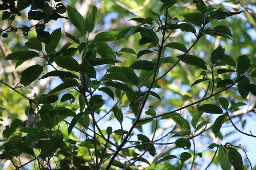 Biak Gerygone (Gerygone hypoxantha), photo 5