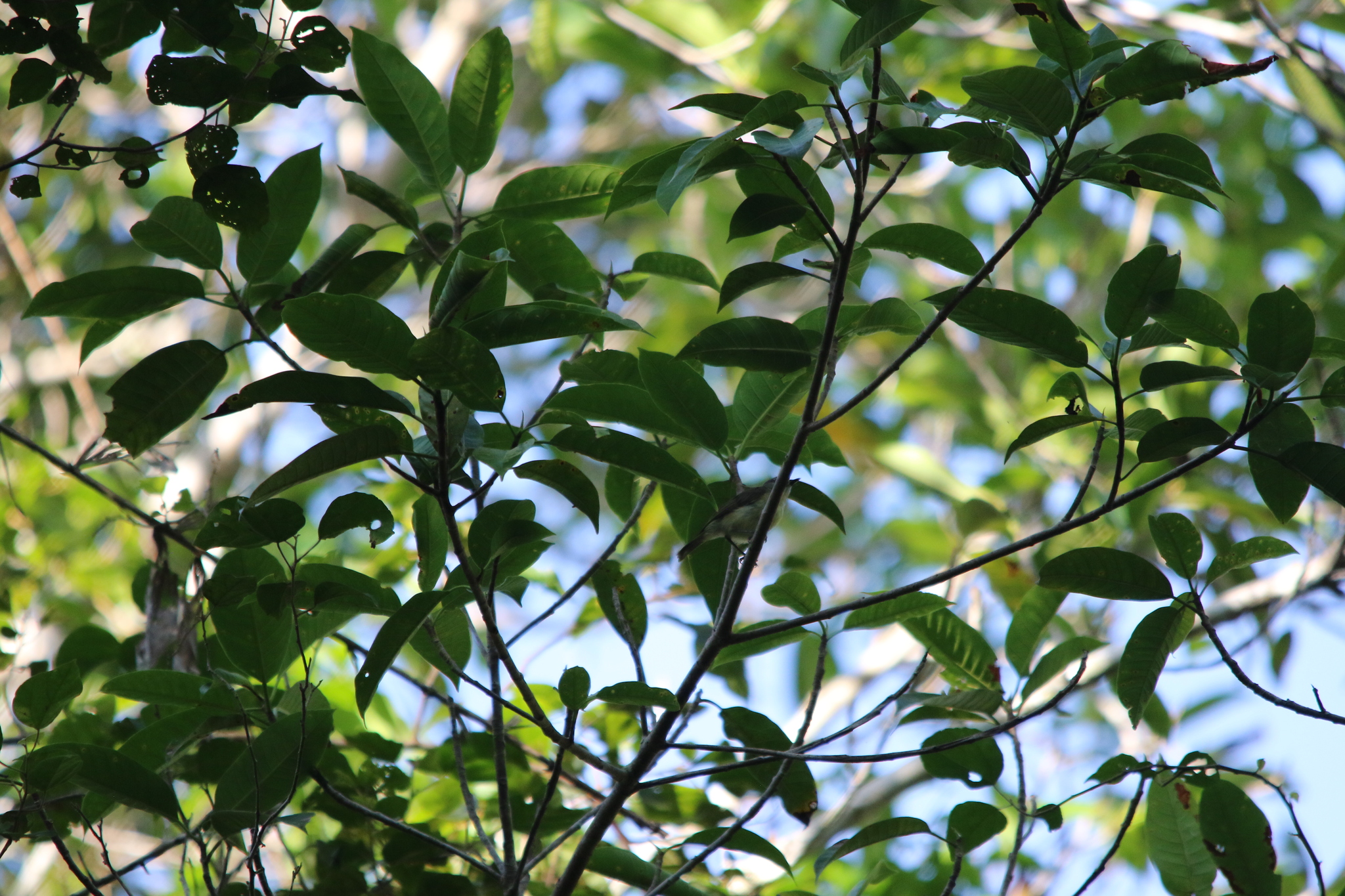 Biak Gerygone (Gerygone hypoxantha), photo 4