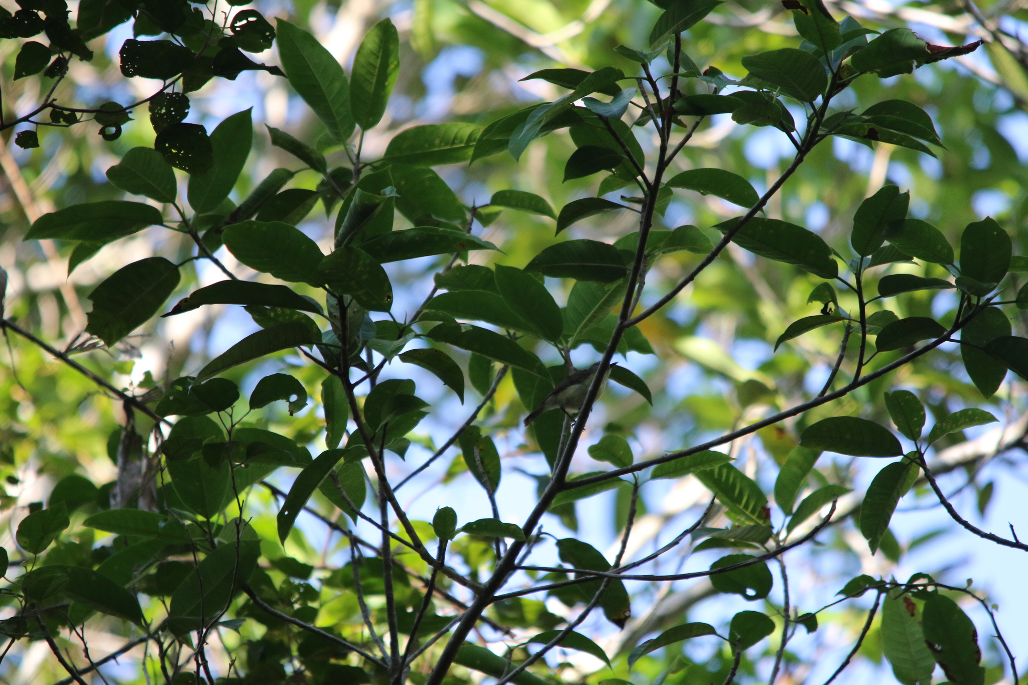 Biak Gerygone (Gerygone hypoxantha), photo 5